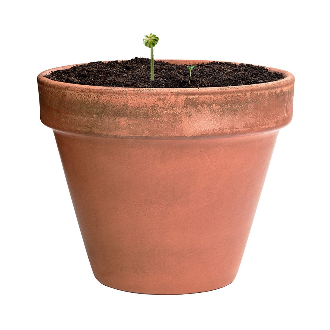 Bombón Semillas Mussox - Imagen 4